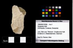 Foto (Objekt + Etikett) von Decapoda indet.  (NHMW-GEO-1990-0041-0396)